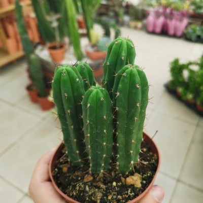Cacto verde com vários braços em vaso de plástico castanho segurado por mão humana