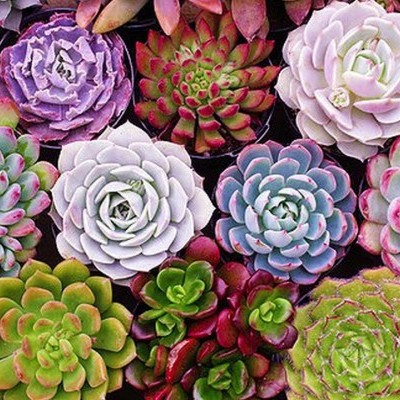 Diversas suculentas coloridas agrupadas lado a lado