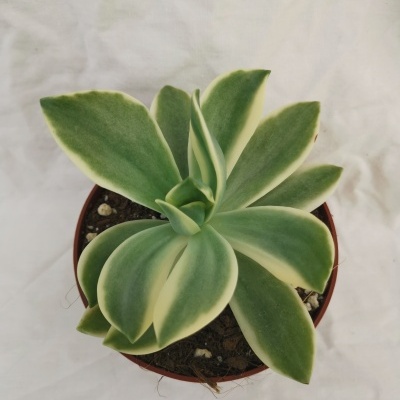 Planta suculenta verde com bordas creme em vaso de plástico castanho