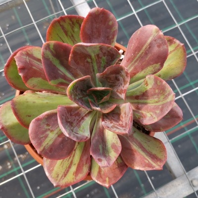 suculenta em vaso de plástico com folhas verdes e vermelhas numa estufa