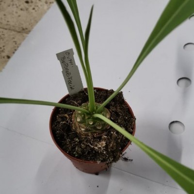 Planta em vaso castanho com solo e etiqueta manuscrita