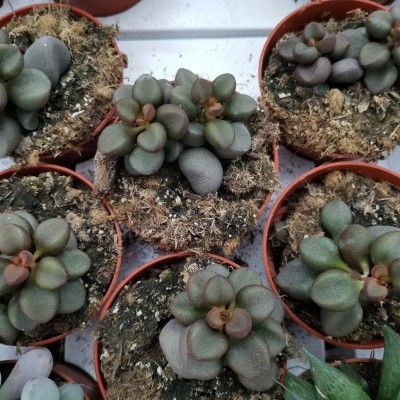 Vasos pequenos com plantas suculentas de folhas arredondadas e carneas em terra com musgo seco