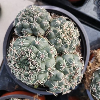 Cacto verde com espinhos brancos em vaso preto sobre bandeja preta