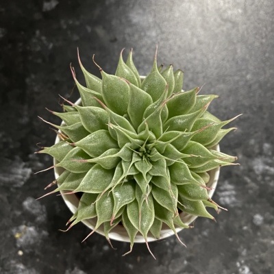 planta suculenta verde em vaso branco vista de cima sobre superfície escura
