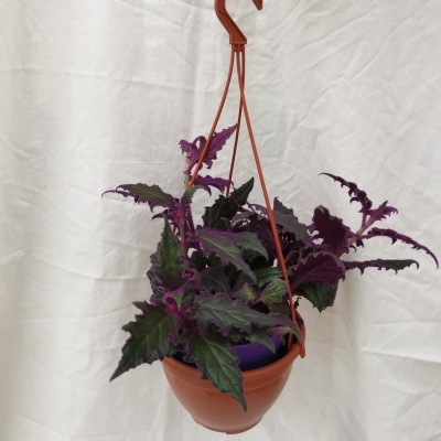 Vaso suspenso de plástico com planta de folhas verdes e roxas, fundo branco.