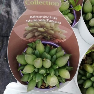 Plantas suculentas Adromischus marianae Tanqua em vasos roxos com sinalização castanha