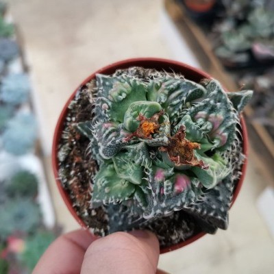 Vaso pequeno com planta suculenta enrugada em mãos