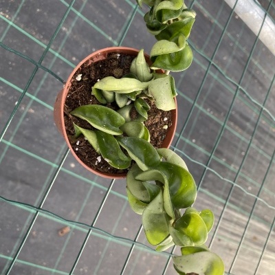 Planta em vaso de plástico castanho com folhas verdes enroladas