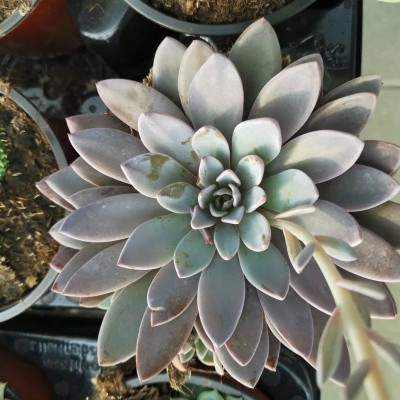 Suculenta verde e roxa em vaso com outras plantas