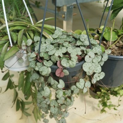 Plantas penduradas em vasos com folhas pequenas em forma de coração