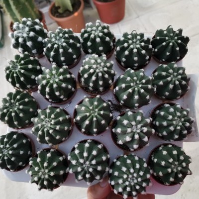 Conjunto de 20 pequenos cactos verdes em vasos castanhos num suporte branco