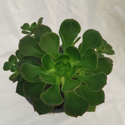 Planta suculenta verde em vaso preto sobre fundo branco