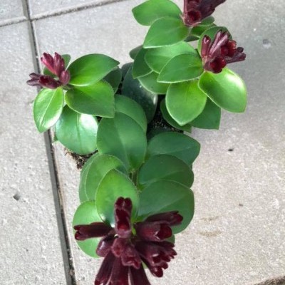 Planta verde com flores vermelho escuro em vaso sobre chão de azulejos.