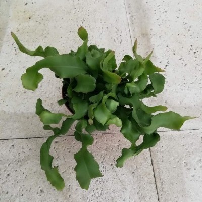 Planta verde com folhas onduladas num vaso preto sobre chão de azulejos claros