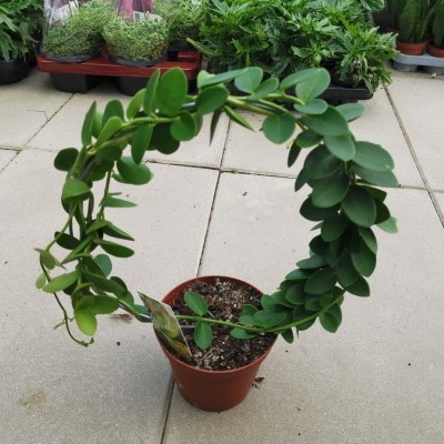 Planta com folhas verdes em vaso, caule em forma de coração