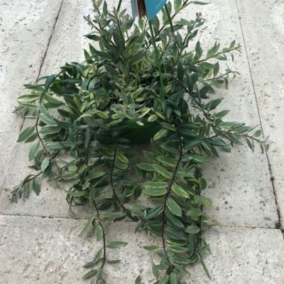 Planta com folhas variegadas em vaso verde escuro em pavimento de pedra