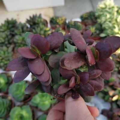 Planta suculenta verde e roxa sendo segurada por uma mão com outras plantas ao fundo
