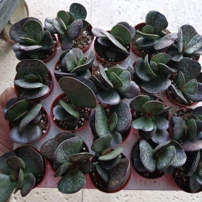 Plantas suculentas verdes em vasos castanhos numa bandeja