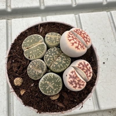 Plantas suculentas Lithops em vaso circular numa superfície branca de plástico.