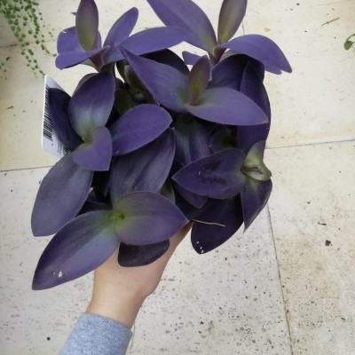 Planta com folhas ovais roxas sendo segurada por uma mão sobre chão de pedra