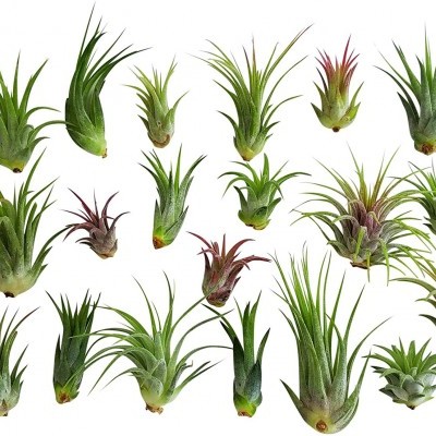 Variedade de plantas Tillandsia com folhas verdes e avermelhadas sobre fundo branco