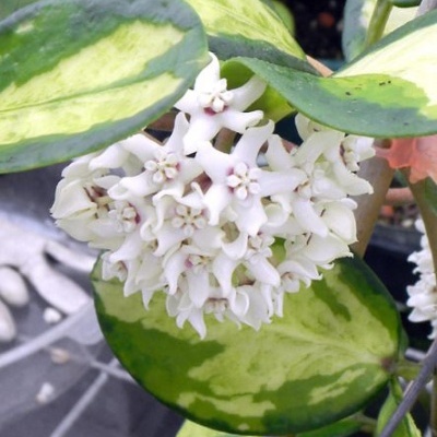 Flor branca em grupo com folhas verdes e amarelas em vaso com fundo desfocado