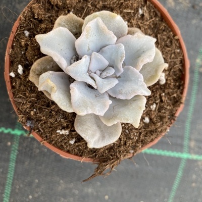 Planta suculenta cinzenta em vaso castanho sobre superfície escura com linhas verdes.