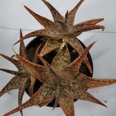 Planta suculenta castanha em vaso preto com folhas pontiagudas.