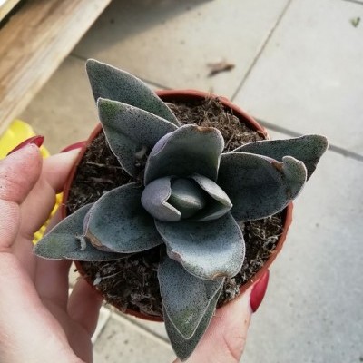 Planta suculenta verde em vaso castanho segura por mão com unhas vermelhas