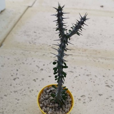 Pequeno cacto com espinhos em vaso amarelo em chão pavimentado claro