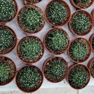 Pequenos cactos verdes em vasos castanhos numa bandeja branca