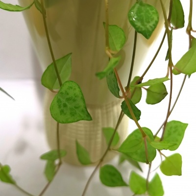 Planta verde com folhas em forma de coração pendurada em vaso creme