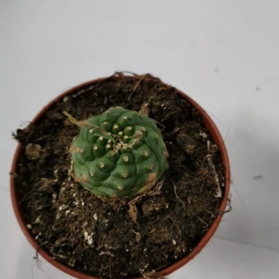 Cacto verde pequeno em vaso de plástico castanho com terra escura
