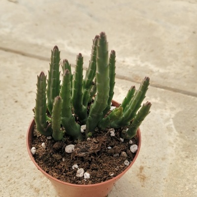 Cacto verde em vaso castanho sobre chão claro