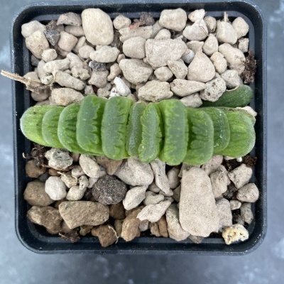 Suculenta verde em vaso preto com pedrinhas num fundo cinzento.