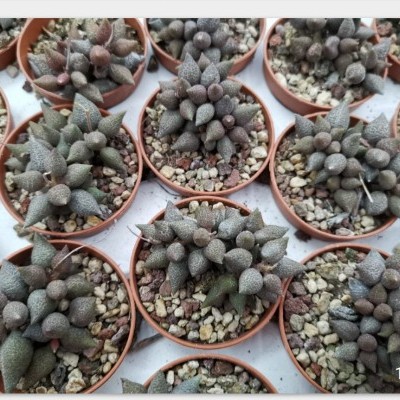 Vasos pequenos com plantas suculentas cinzentas e pedras