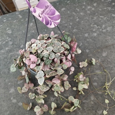 Planta pendente Coração em Coração com folhas verdes e rosas em vaso castanho