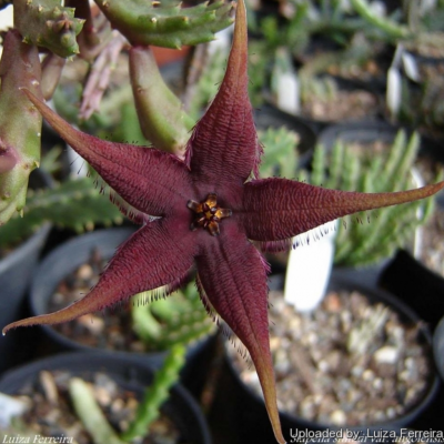 Flor de planta suculenta roxa com cinco pétalas pontiagudas em vaso preto