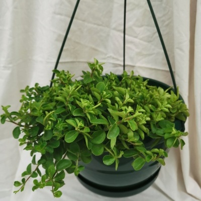 Vaso verde suspenso com planta de folhas verdes em fundo branco