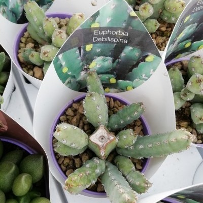 Plantas Euphorbia Debilispina em vasos roxos com etiquetas e pedras.