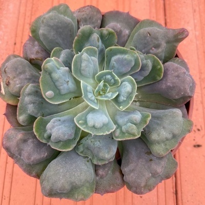 Planta suculenta verde num fundo laranja com textura