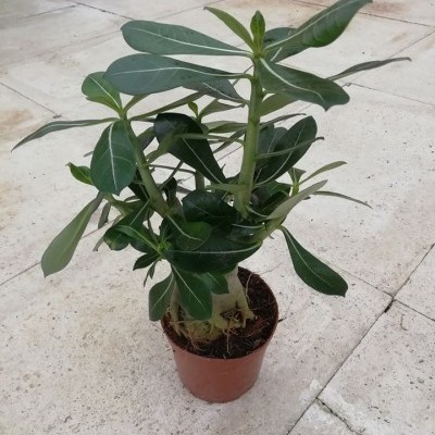 Planta em vaso castanho com folhas verdes largas num chão de pedra clara