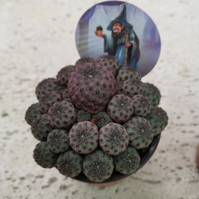 Cacto com várias pequenas esferas arroxeadas em vaso preto com etiqueta de feiticeiro.