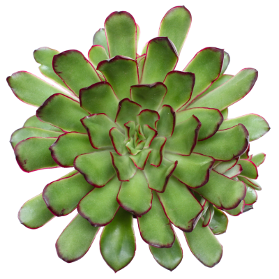 Planta suculenta verde com bordas vermelhas sobre fundo branco
