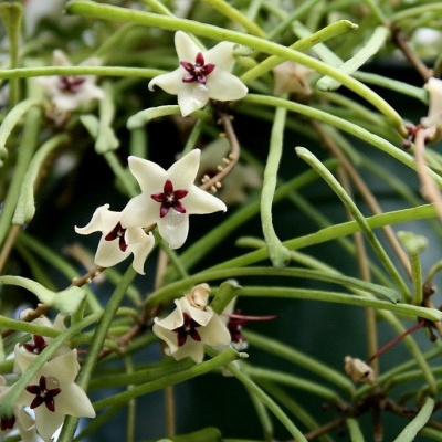 Planta com flores pequenas brancas e centros vermelhos em caule verde
