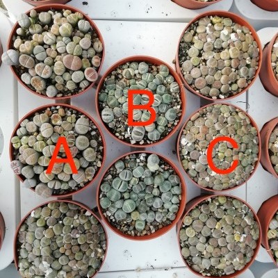 Vasos com plantas suculentas Lithops com letras A, B e C