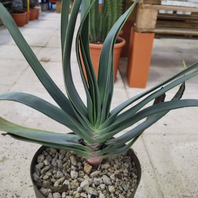 Planta suculenta em vaso preto com pedras claras e chão de cimento
