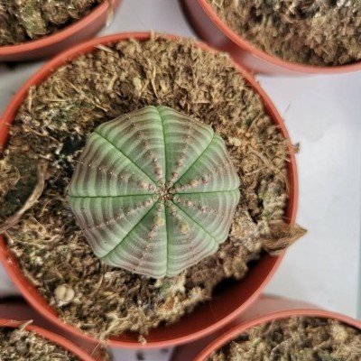 Cacto redondo verde claro em vaso plástico castanho