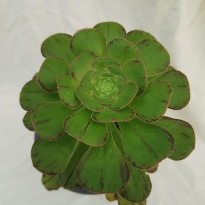 Planta suculenta Aeonium verde com folhas grandes e arredondadas, vista de cima