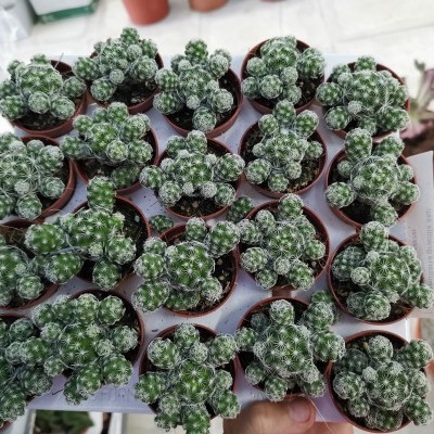 Suculentas verdes e brancas em vasos castanhos numa bandeja branca